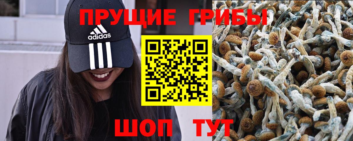 Новороссийск  Псилоцибиновые грибы Psilocybe  Псилоцибиновые грибы Psilocybine cubensis  Вход с VPN 